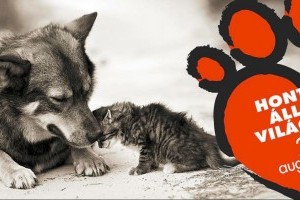 Egy napra jótékonysági macskakávézó nyílik a Rex Állatszigeten