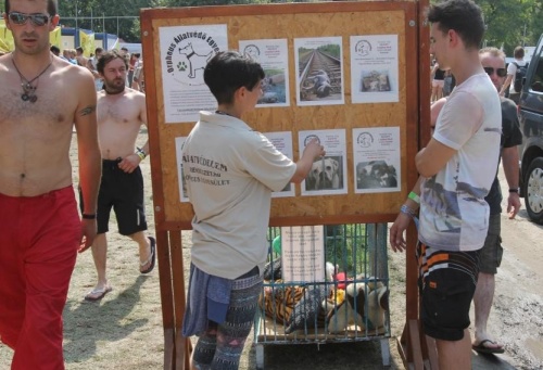 sziget-fesztival-orpheus04