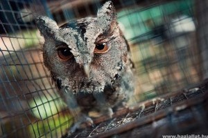 A Harry Potter-láz a vadon élő baglyok vesztét okozhatja Ázsiában