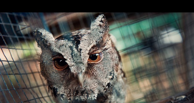 A Harry Potter-láz a vadon élő baglyok vesztét okozhatja Ázsiában