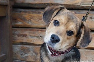 Rex Alapítvány felhívása: kutyamentes augusztus 20-i tűzijátékot!