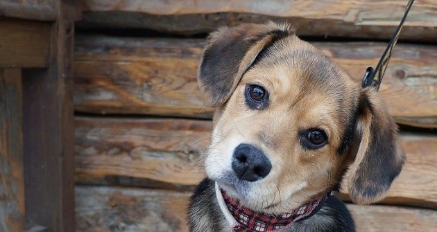 Rex Alapítvány felhívása: kutyamentes augusztus 20-i tűzijátékot!