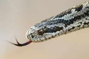 A Vipera Nap egyik küldetése a kígyókkal kapcsolatos tévhitek eloszlatása