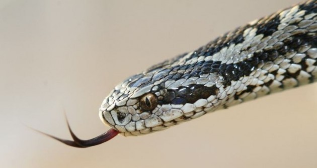 A Vipera Nap egyik küldetése a kígyókkal kapcsolatos tévhitek eloszlatása