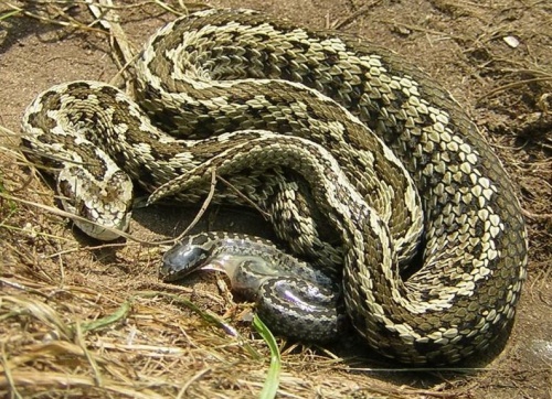rakosi_vipera