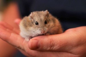 Mi baja lehet hörcsögömnek? Tünetek és betegségek