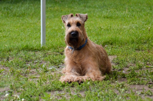 rex_llatsziget-foto_schmidtzsfia_2