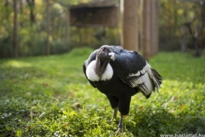 Kondorkeselyűk költöztek a Nyíregyházi Állatparkba