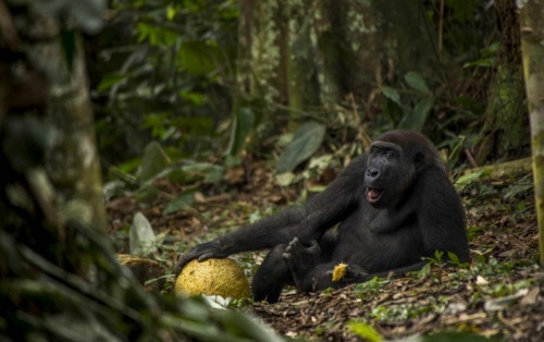 gorilla_nyertesfoto