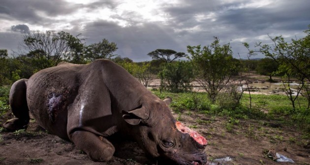 Wildlife Photographer of the Year (Az év természetfotósa) 2017