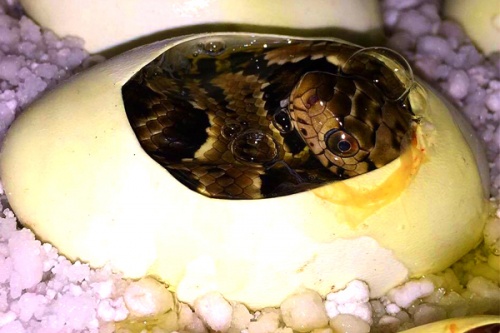 fwc-breeding-5