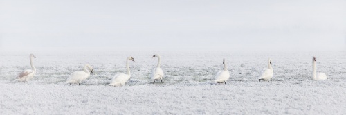 winter-2854179_1920_1