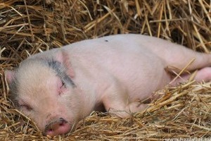 Afrikai sertéspestist mutatott ki a Nébih az ukrán határon - Ébresztő