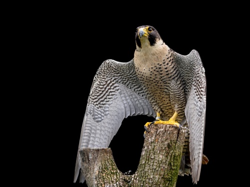 raptor-2745549_1920