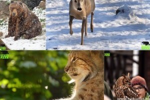 Rekordévet zárt a Budakeszi Vadaspark
