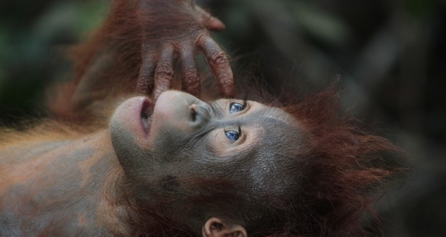 Több mint 100 ezer orangutánt öltek meg Borneón 16 év alatt