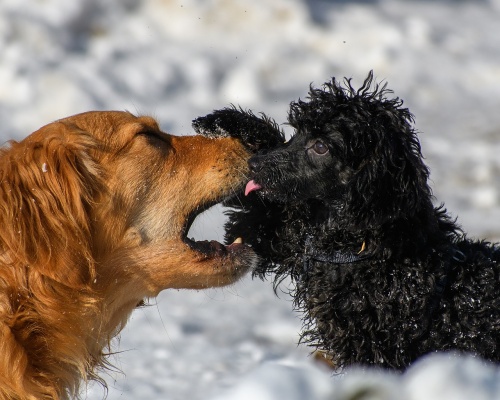 dogs-2151226_1280