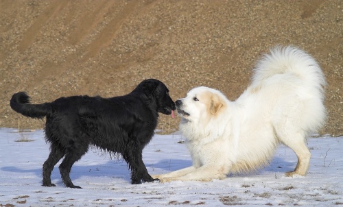 dogs-2690940_1280
