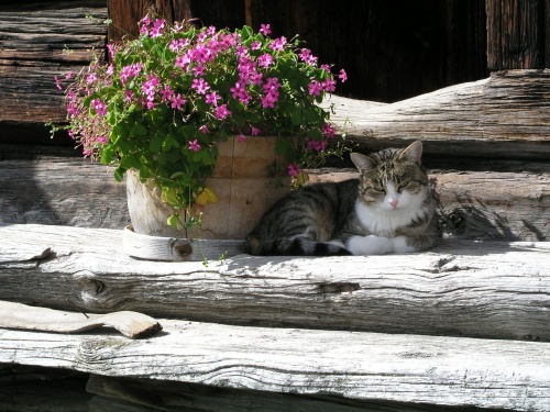 cat-1290474_1280