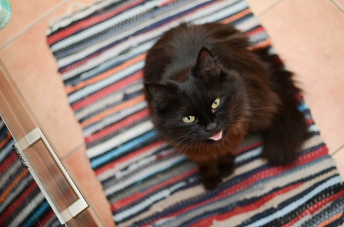 cat-3073432_1280
