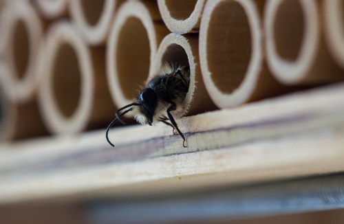insect-3130059_1280