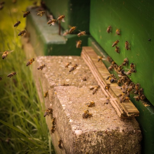 insect-3155574_1280