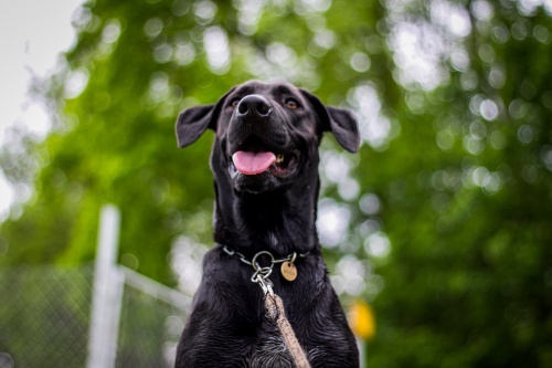 dog-2869575_1280