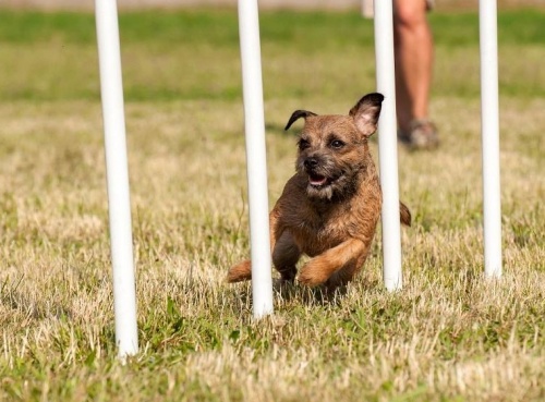 bibs_for_you_agility_gyakorlat