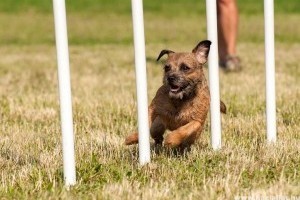 Kutyakiképzés nélkül nincs boldog eb