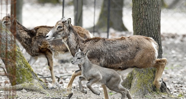 Életrevaló muflonok és még cuki vaddisznók a Budakeszi Vadaspark újszülöttjei