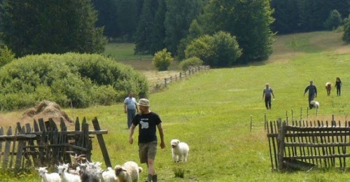 pasztorkodas