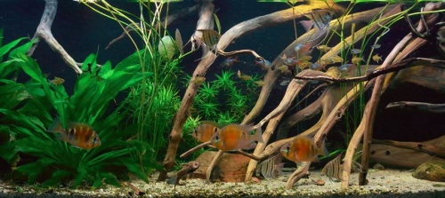 biotop_akvarium_01