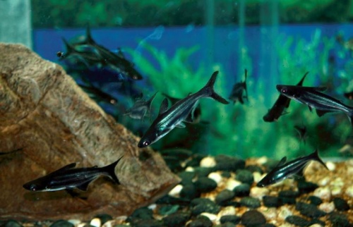 capaharcsa_akvarium