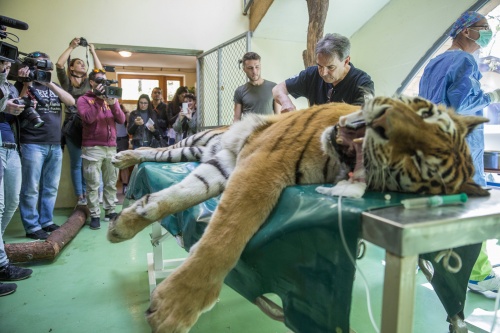 tigris_mutet1