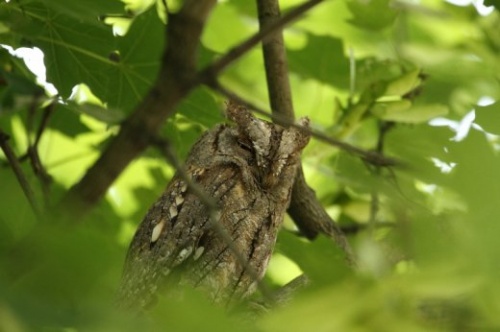 fuleskuvik_rakoshegy_petofi_utca_27_20110509_orban_zoltan_0002