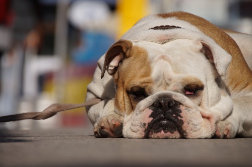dog-2416156_1280