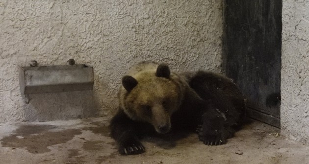Hétfőn döntenek a befogott medvéről
