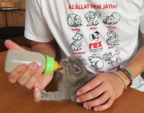 kiscica_etetes_01