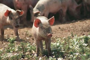 Gyógynövény alapú takarmány-kiegészítők a kevesebb antibiotikumért