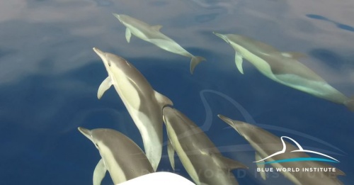 delfin1