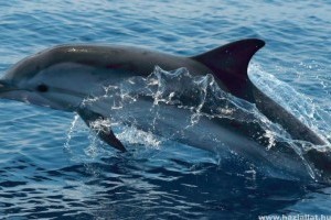 Visszatértek a közönséges delfinek a horvát Adriára