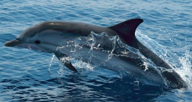 Visszatértek a közönséges delfinek a horvát Adriára