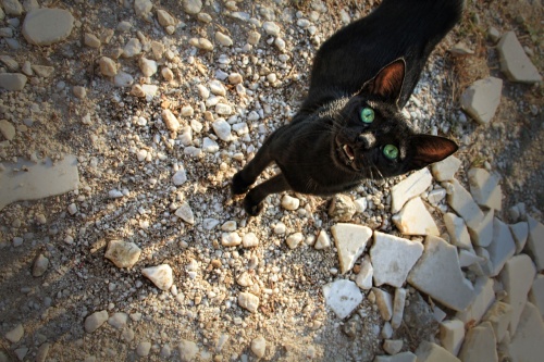 cat-986571_1280