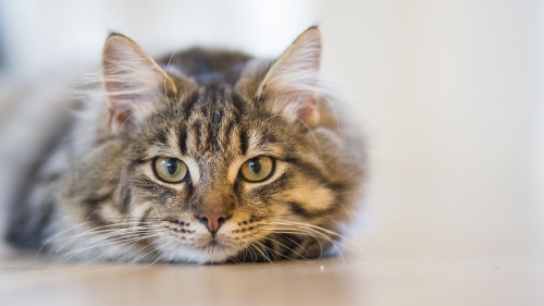 cat-1686730_1280