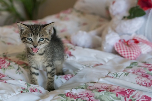 kitten-1517536_1920