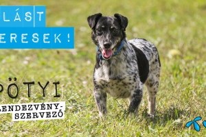 Álláskereső kutyusok várják a figyelmet