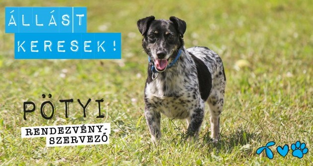 Álláskereső kutyusok várják a figyelmet