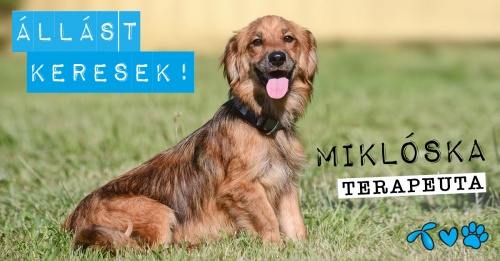 llskeres337_kutyusok_miklska