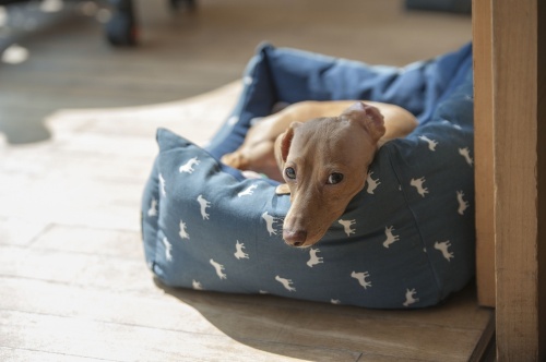 dog-1416483_1920