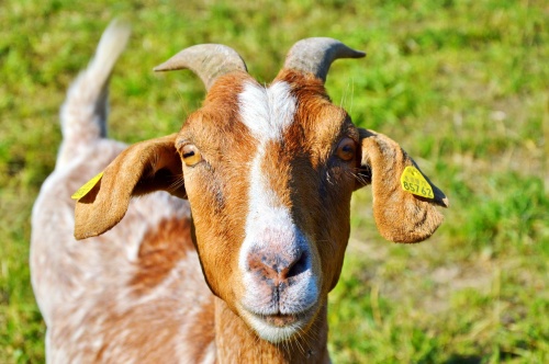 goat-2515505_1280